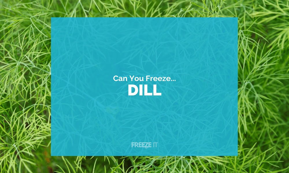Can You Freeze Dill