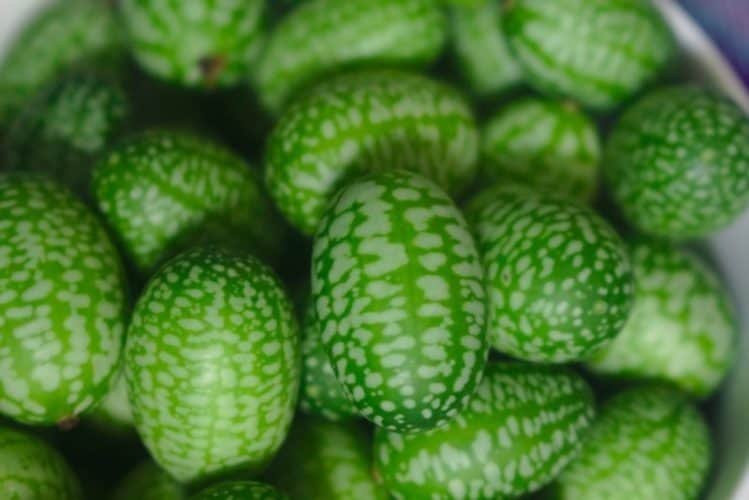 freeze cucamelons scaled