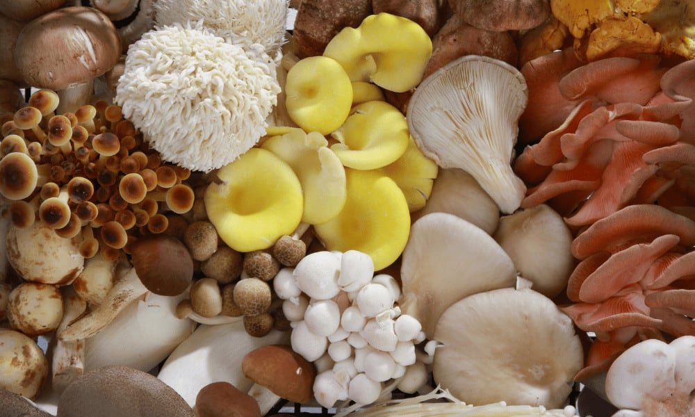 Freeze Oyster Mushrooms With Exotic Mushrooms
