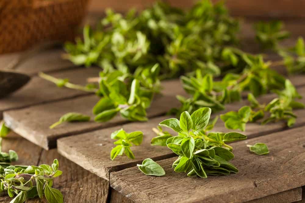 Remove Leaves from Oregano Sprigs